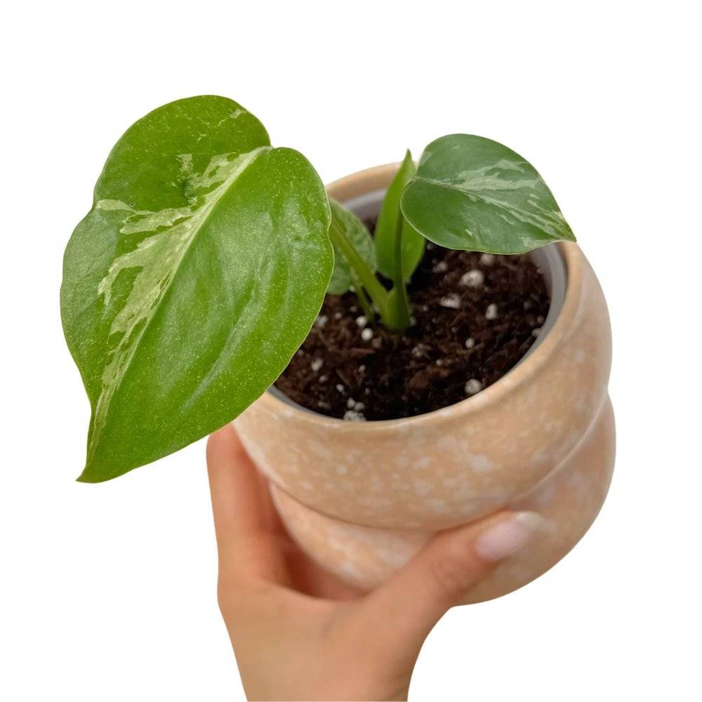 Monstera deliciosa Bulbasaur - Pot de 9cm - Plantes d'intérieur - Image 1