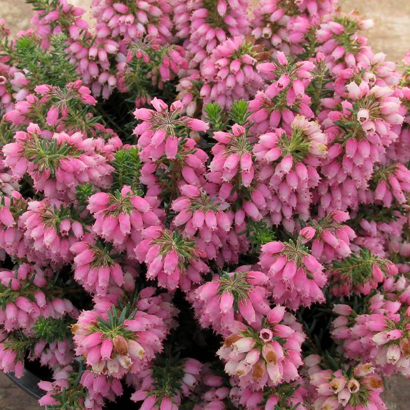 Bruyère d'automne - Erica williamsii Ken Wilson Pot de 1,5L/2L - Image 1