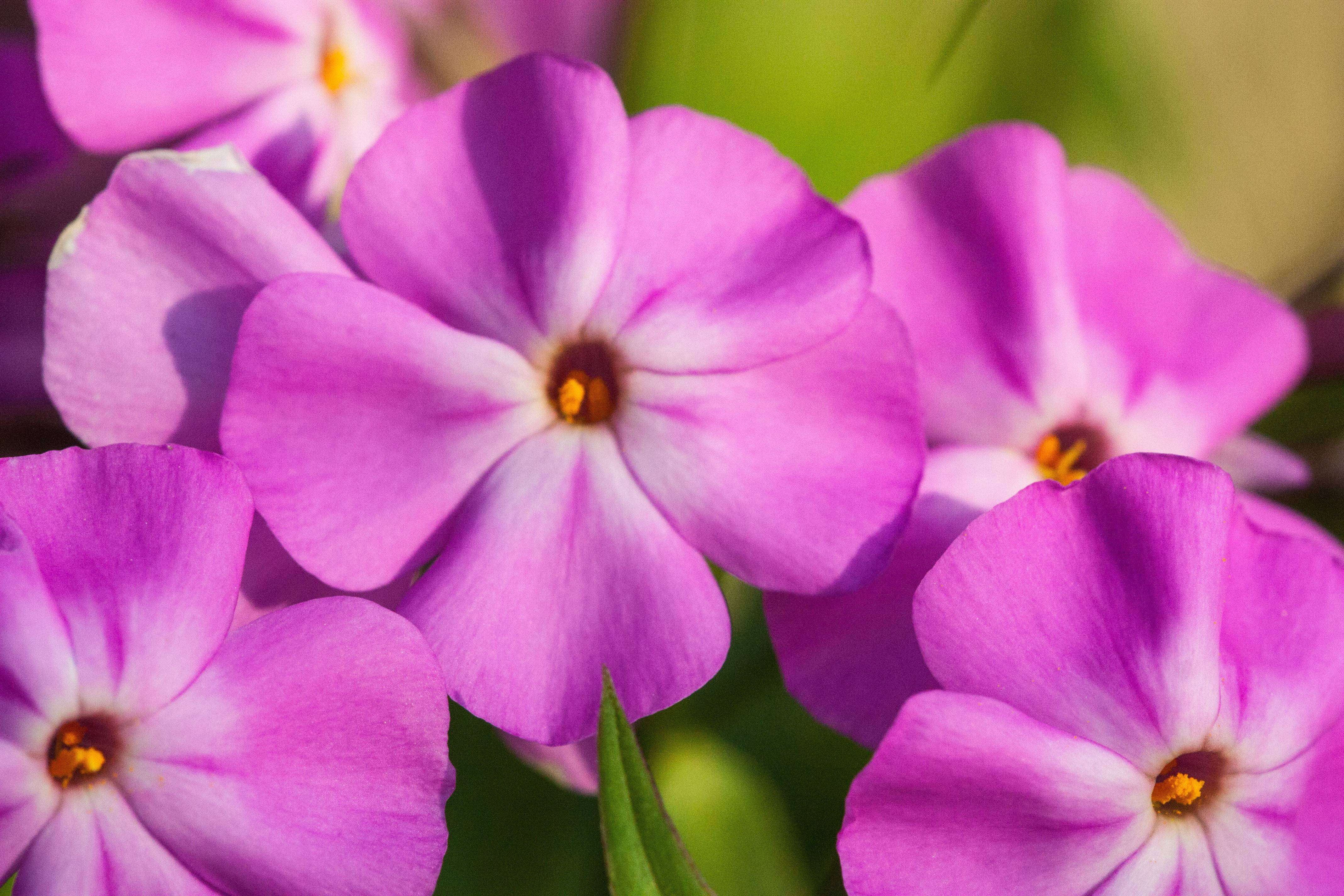 Phlox carolina Bill Baker Godet de 8/9 cm - Image 1