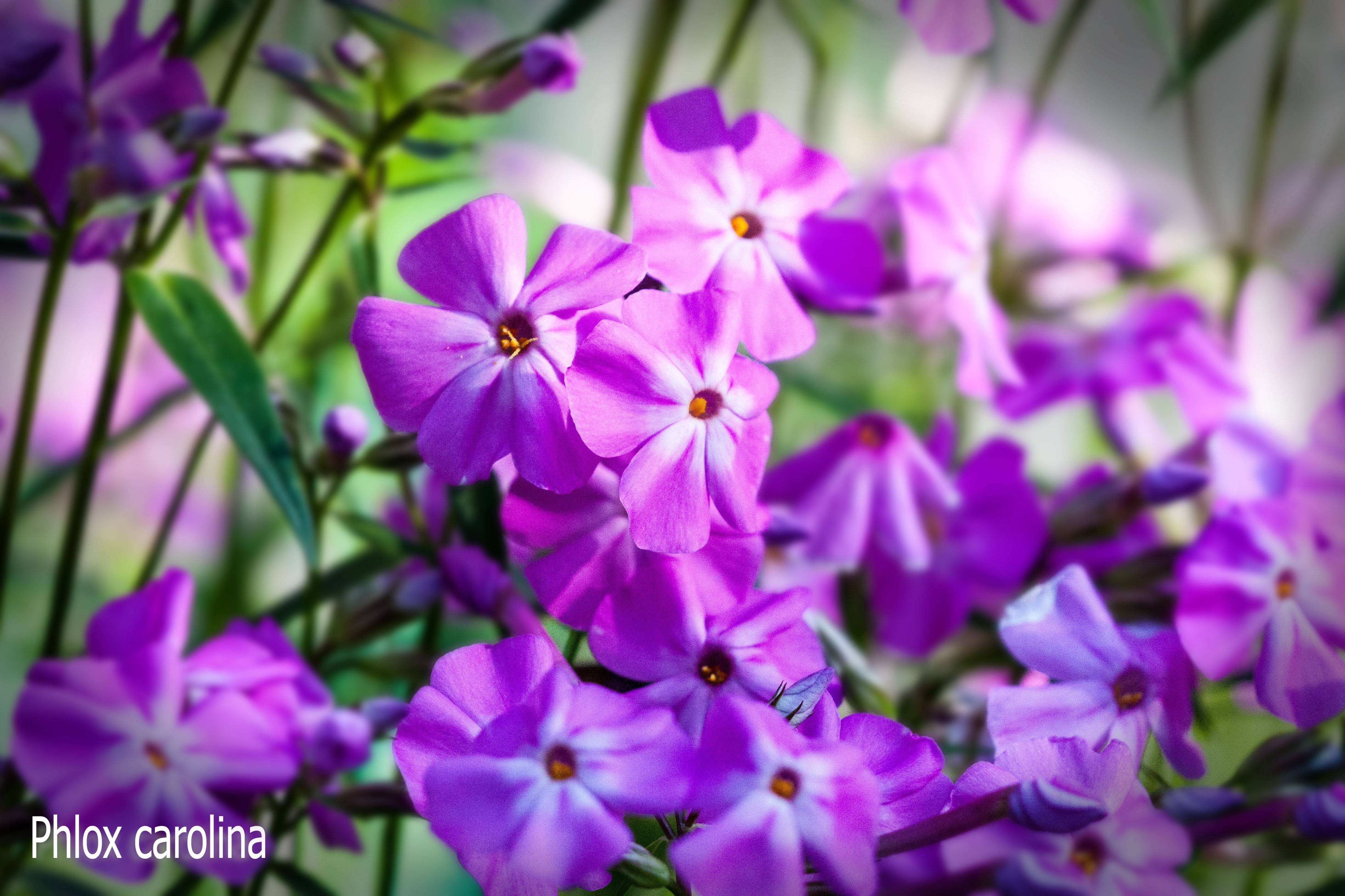 Phlox carolina Bill Baker Godet de 8/9 cm - Image 2