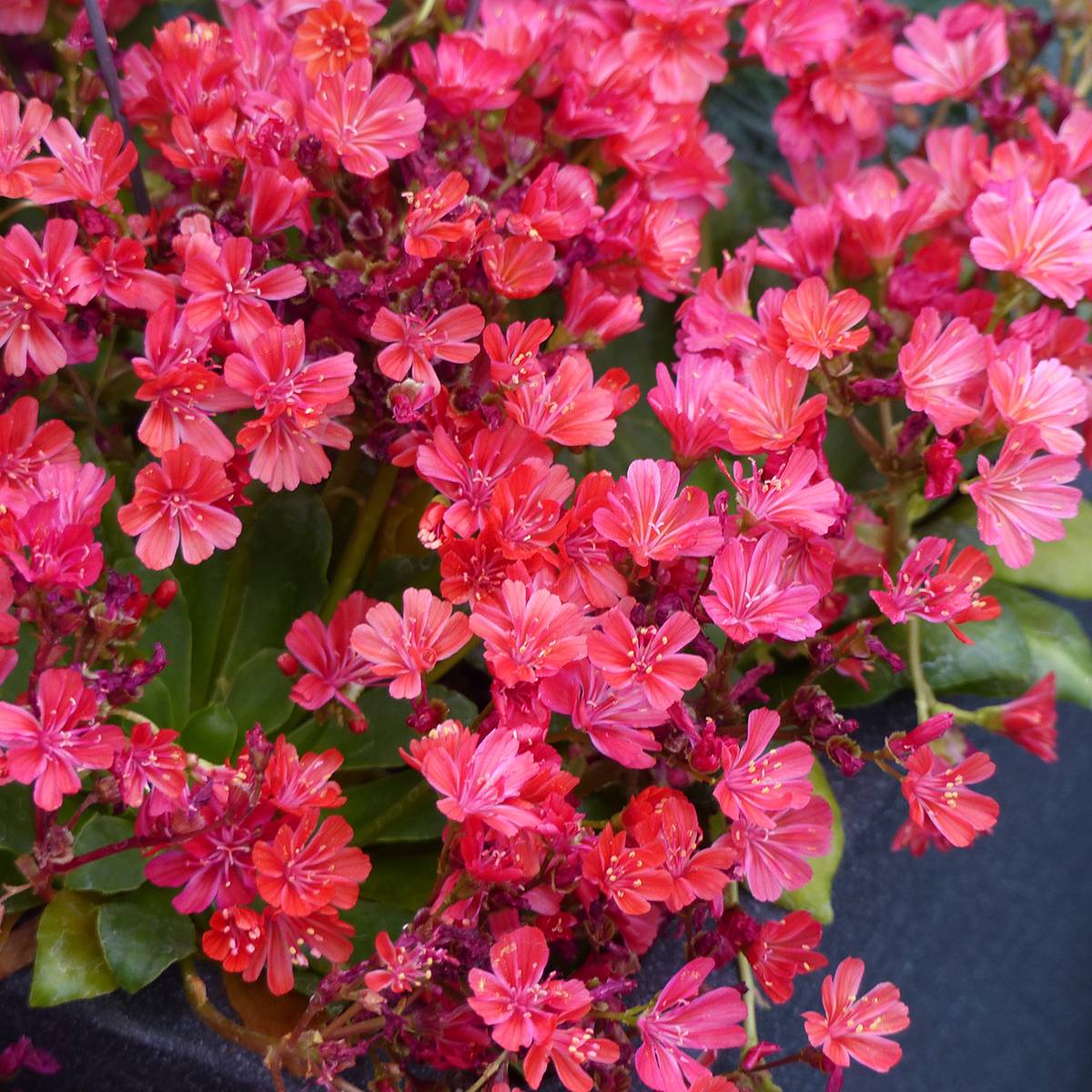 Graines de Lewisia cotyledon Elise Ruby Red le sachet de 12 graines environ