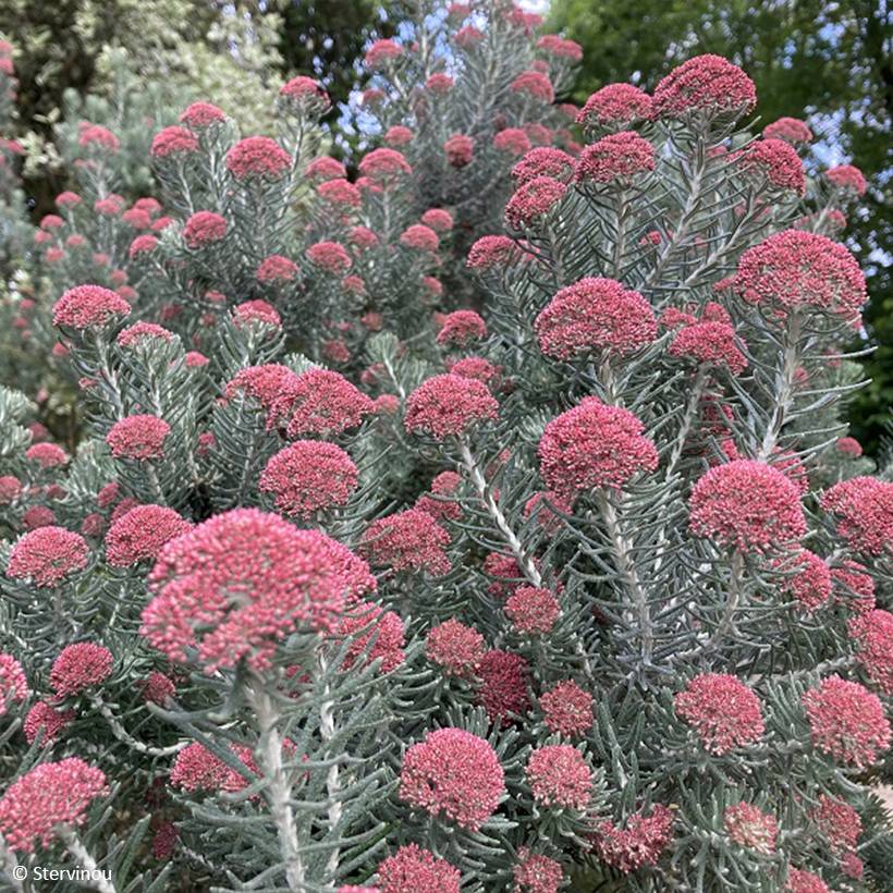 Ozothamnus rosmarinifolius Silver Jubilee - Fleur de riz à feuille de romarin Pot de 4L/5L