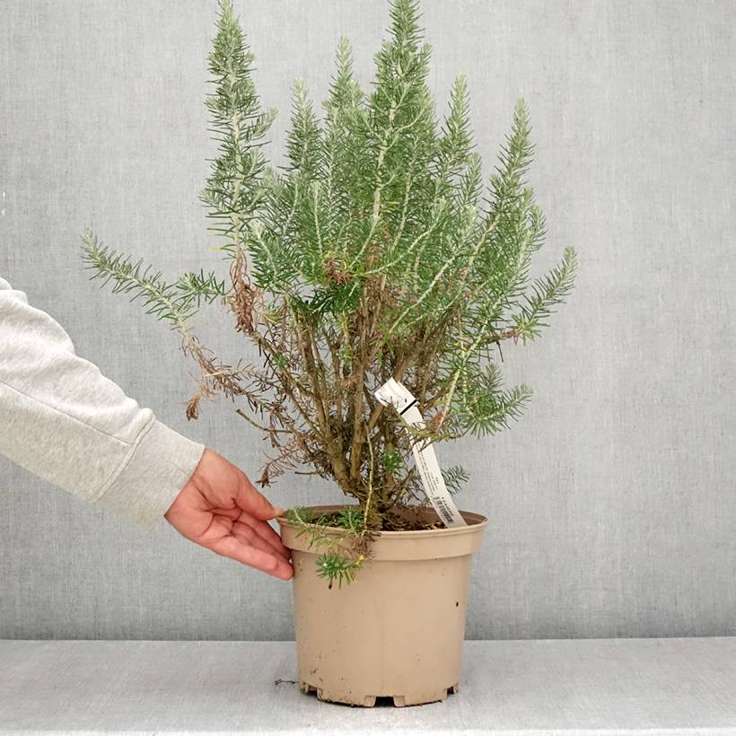 Ozothamnus rosmarinifolius Silver Jubilee - Fleur de riz à feuille de romarin Pot de 4L/5L - Image 2