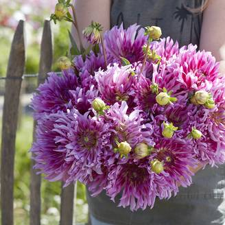 Dahlia cactus Torsade Bulbe calibre I