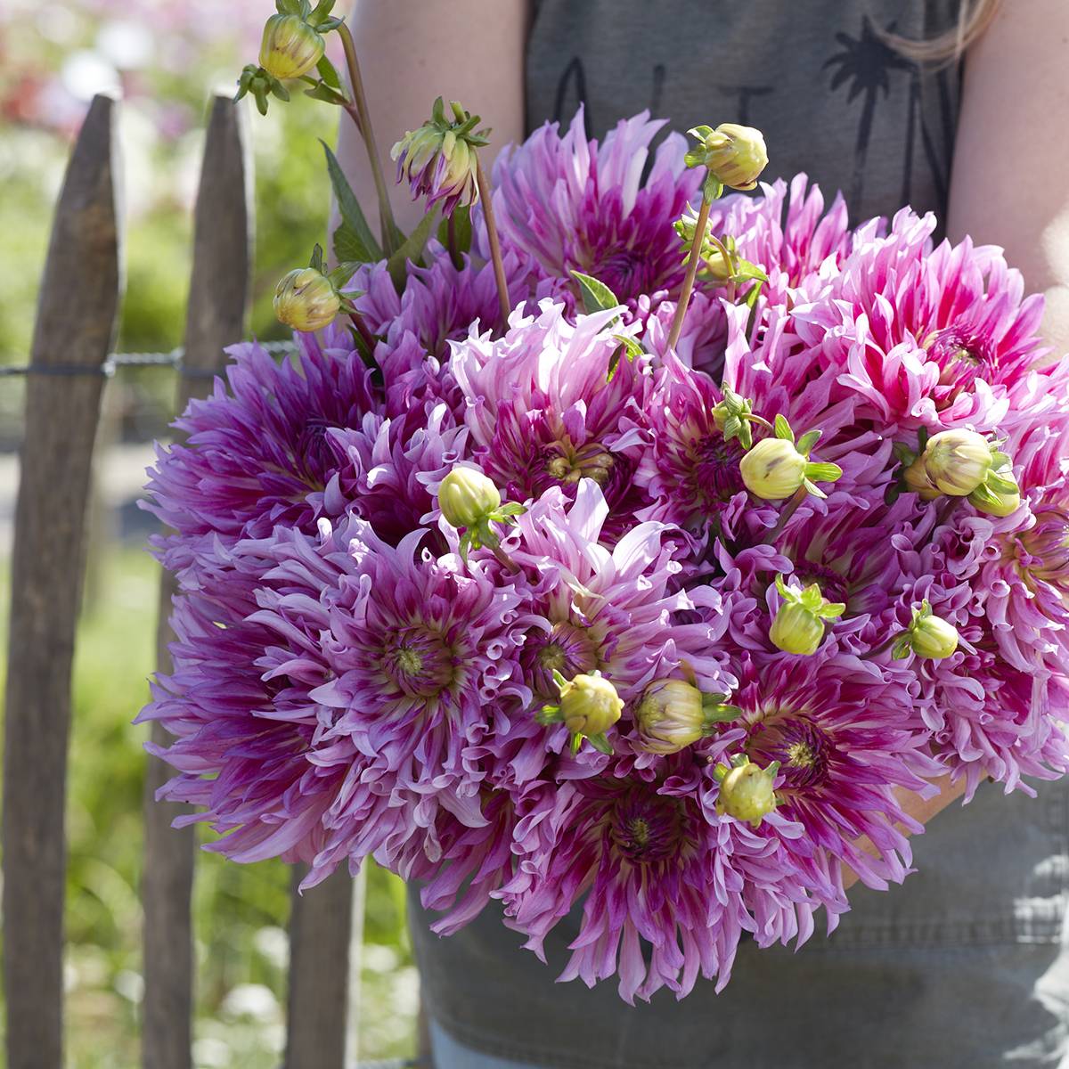 Dahlia cactus Torsade Bulbe calibre I
