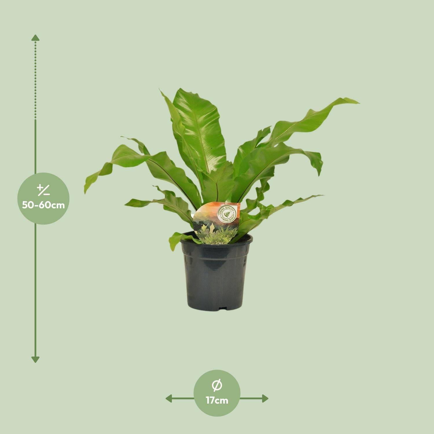 La Green Touch - Asplenium Nidus - D17 H60cm - Image 2