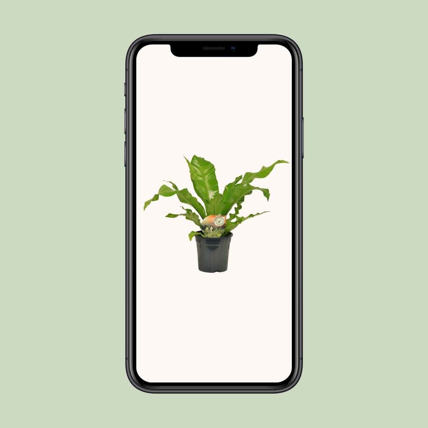 La Green Touch - Asplenium Nidus - D17 H60cm - Image 4