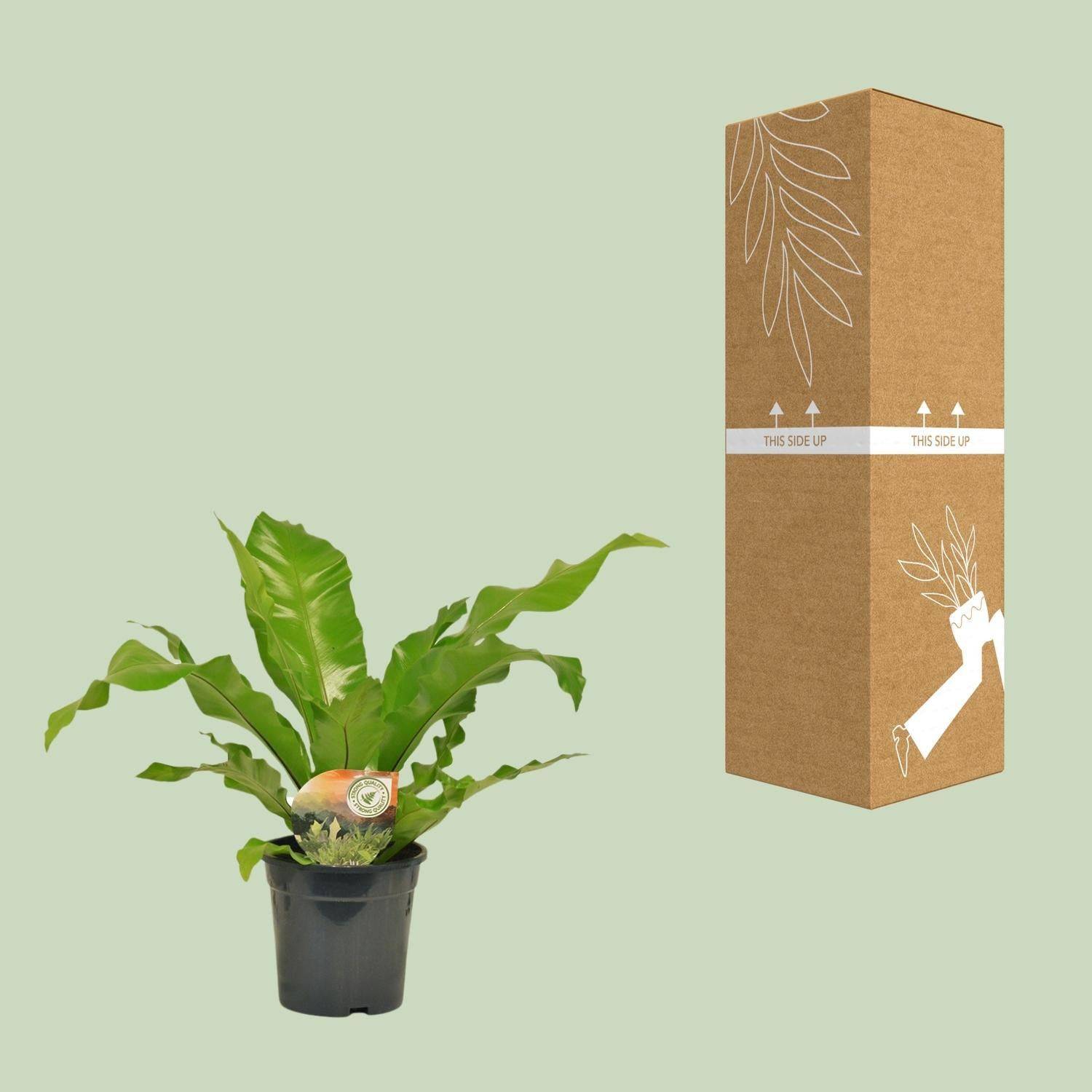 La Green Touch - Asplenium Nidus - D17 H60cm - Image 3