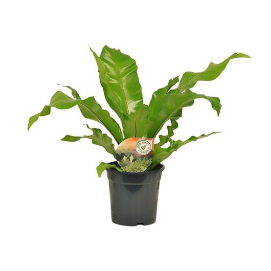 Asplenium Nidus - D17 H60cm - Image 1