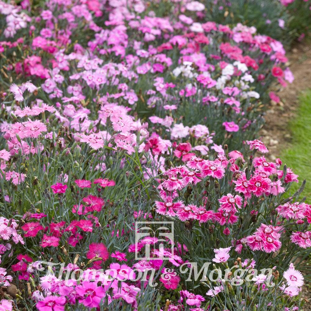 Graines de d'Oeillet mignardise nain Sweetness Mixed - Dianthus plumarius le sachet de 70 graines environ (0,08g)