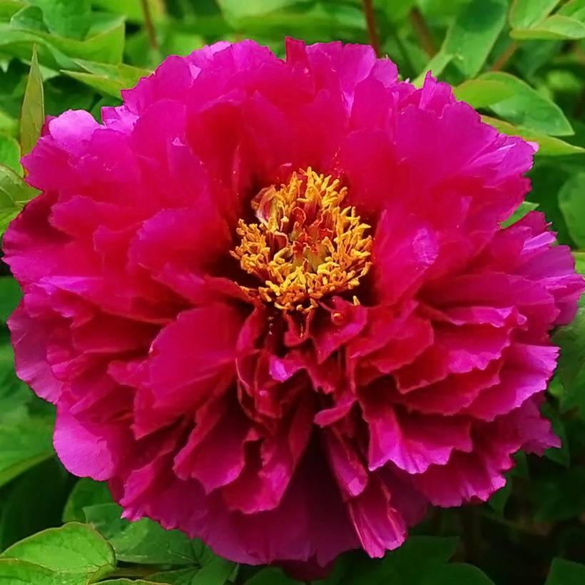 Pivoine arbustive Luo Yang Hong - Paeonia suffruticosa Pot de 2L/3L