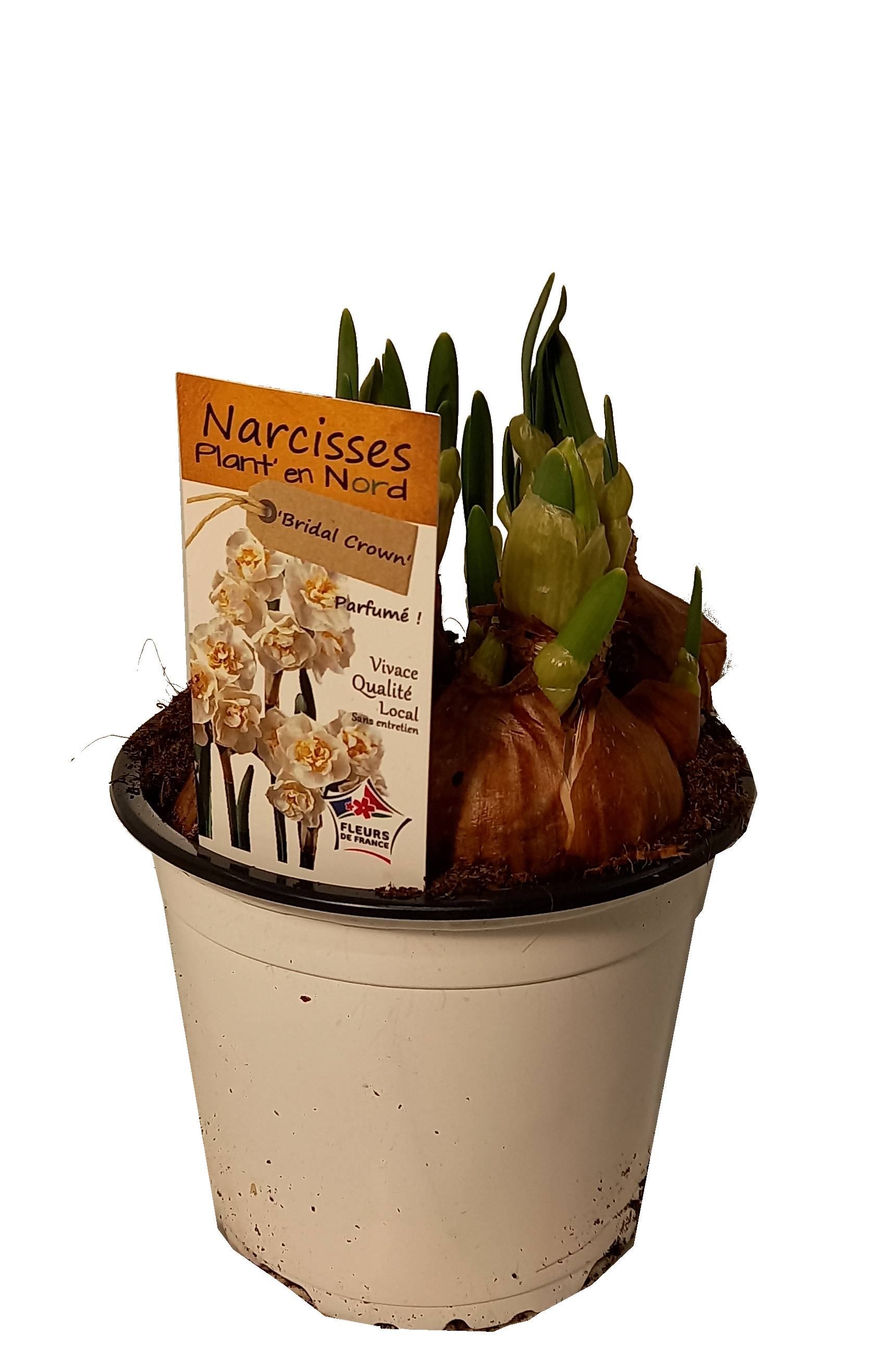 Horti-Flandre - Narcisse Bridal crown Pot 12 cm - Imagen 1