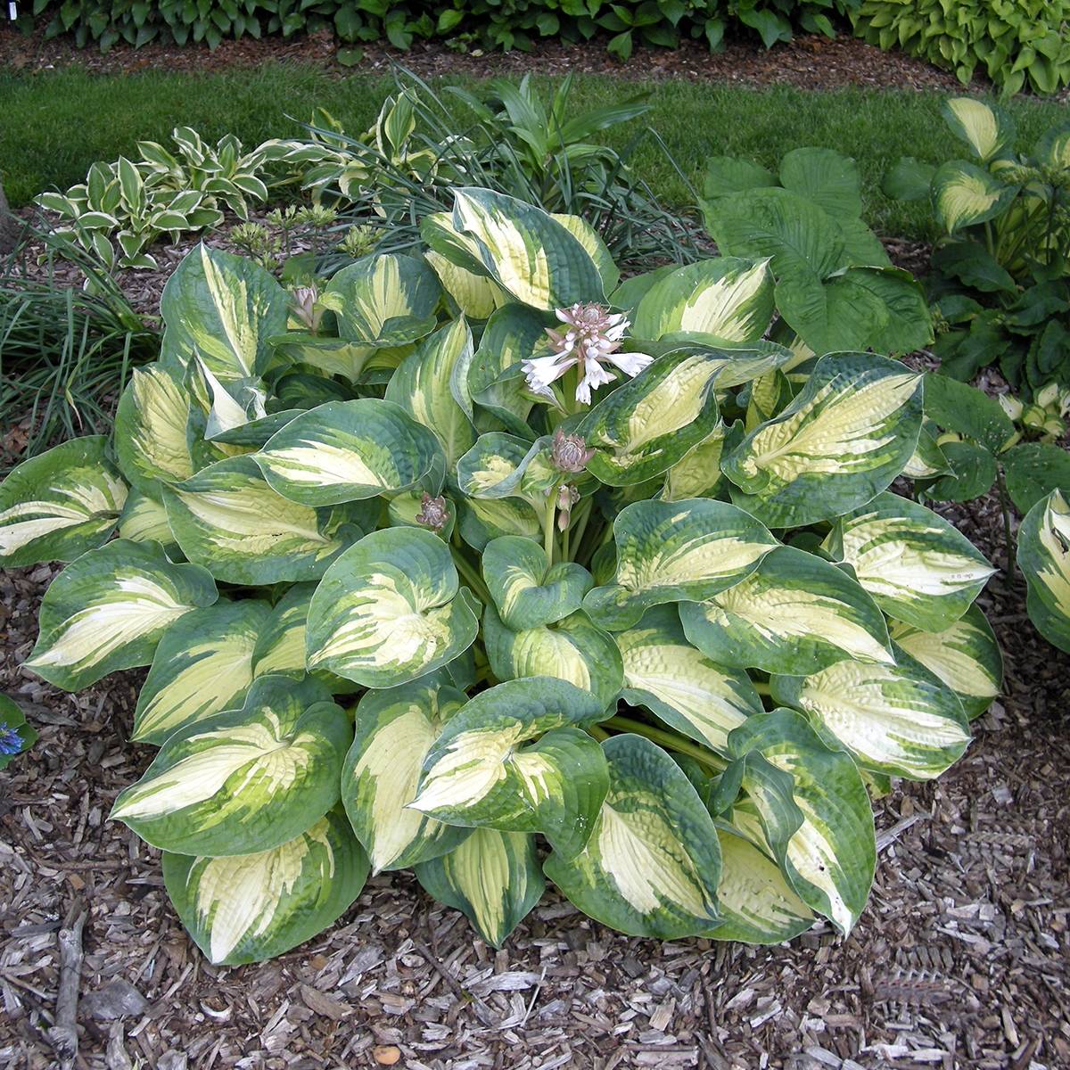 Hosta Great Expectations Godet de 8/9 cm