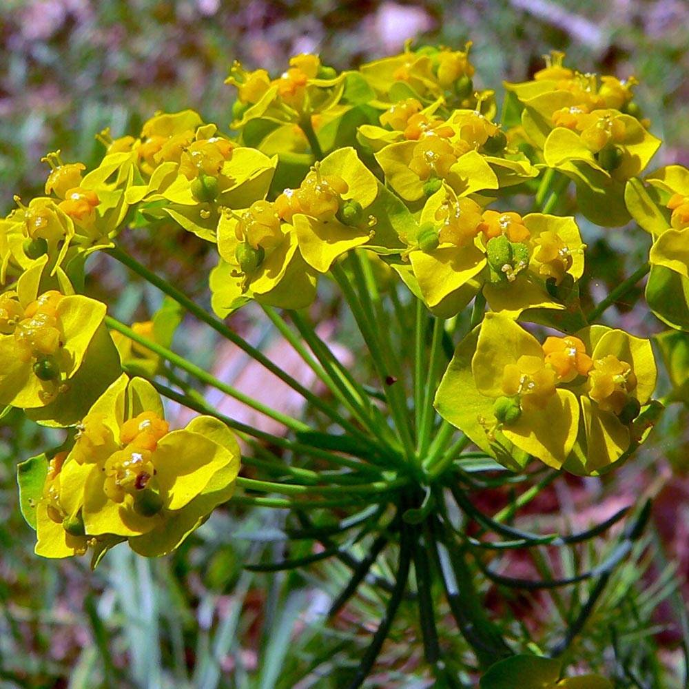 Euphorbe petit-cyprès Clarice Howard - Euphorbia cyparissias Godet de 8/9 cm