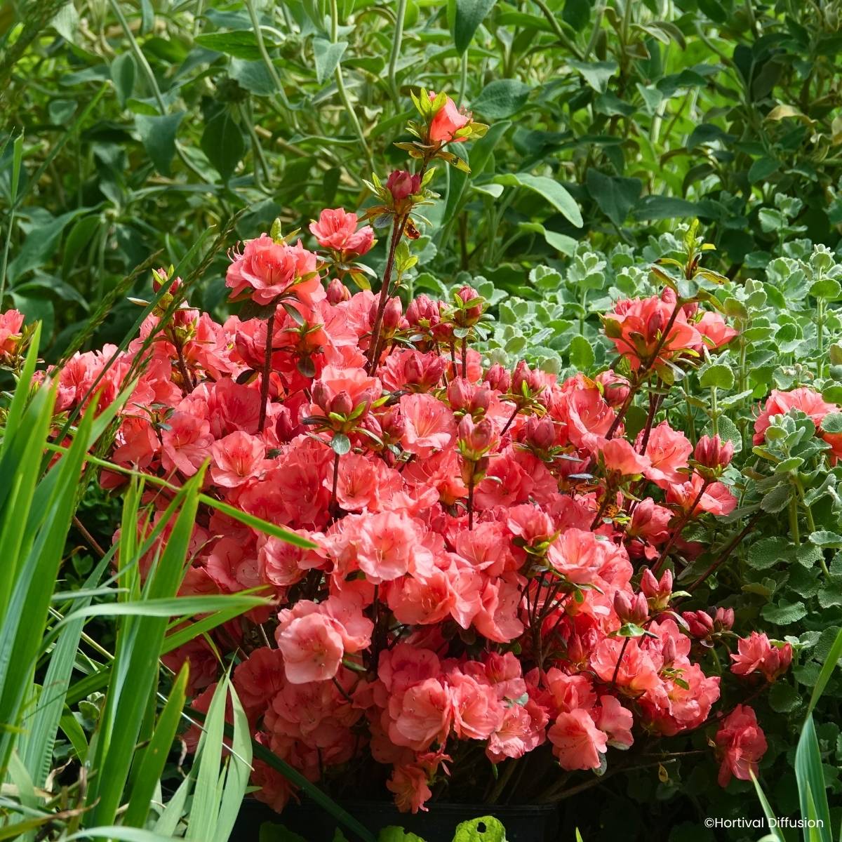 Promesse de Fleurs - Azalée du Japon Flash Dance Salmon - Rhododendron hybride Pot de 2L/3L