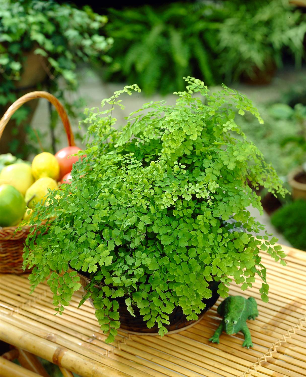 fermented plant extract Alfalfa Fermented Plant Extract – DFW Organic Growing main image 1
