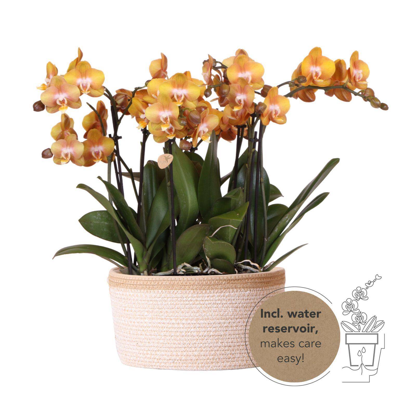 La Green Touch - Kolibri Orchids - D12 - Image 2