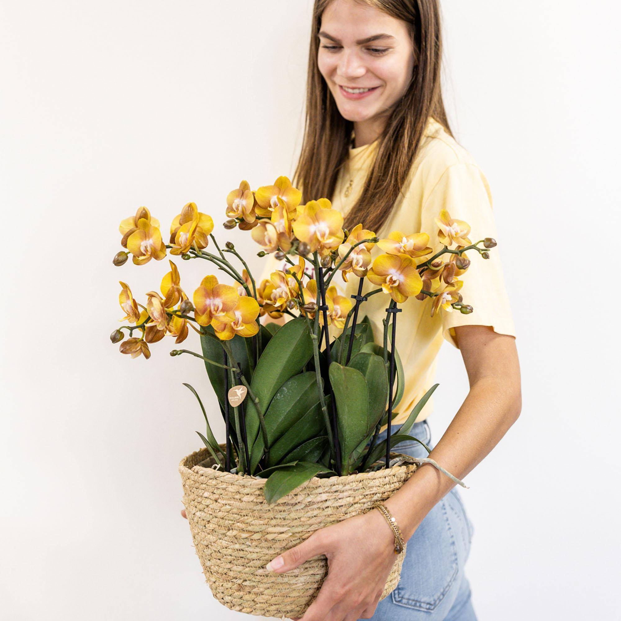 La Green Touch - Kolibri Orchids - D12 - Image 1