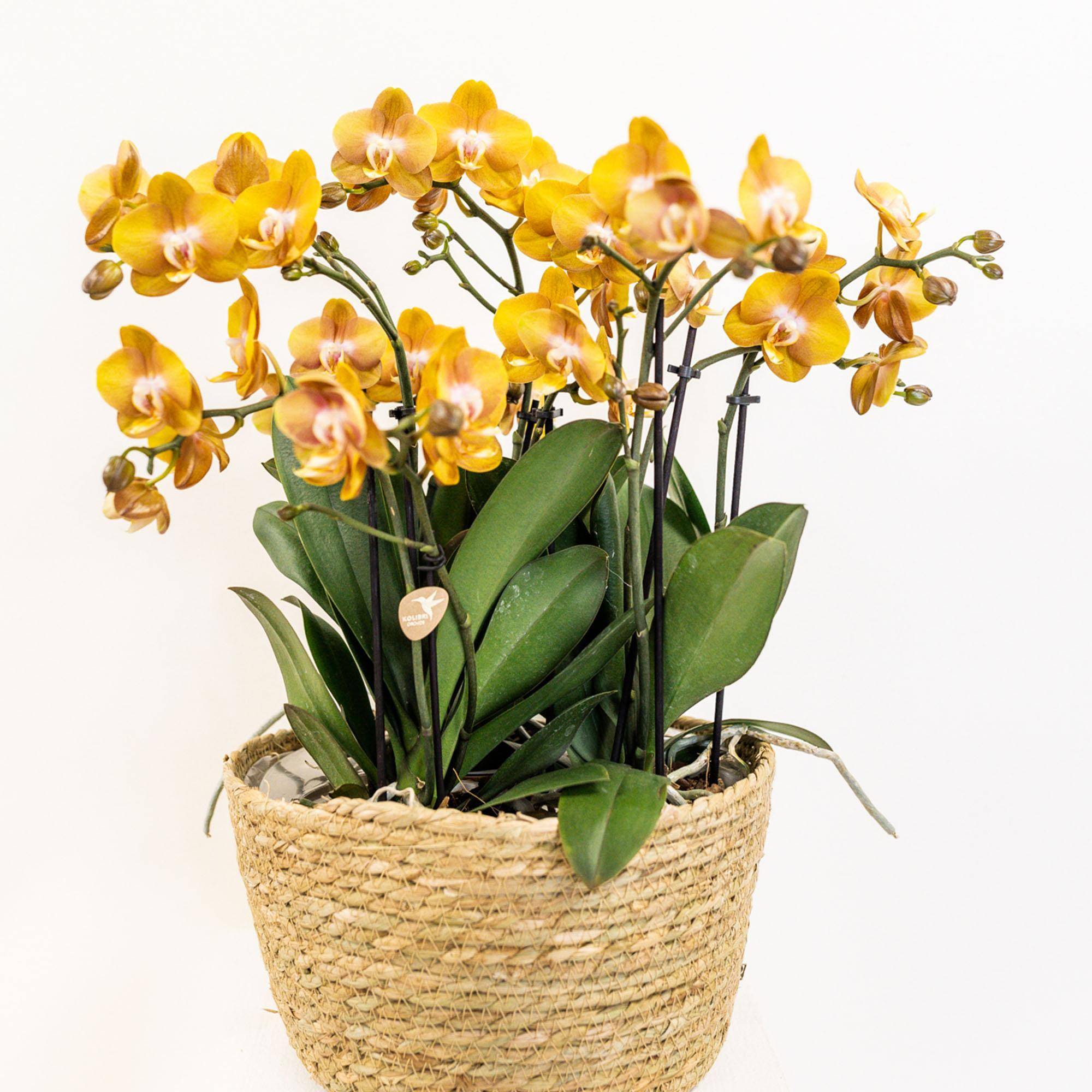La Green Touch - Kolibri Orchids - D12 - Image 3