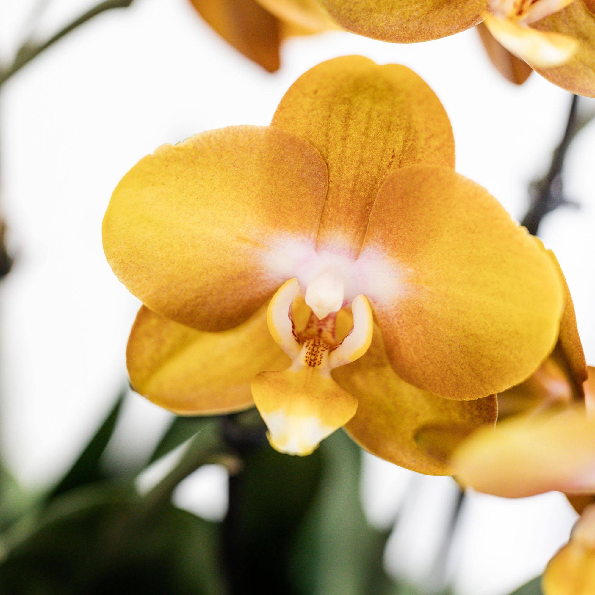 La Green Touch - Kolibri Orchids - D12 - Image 4