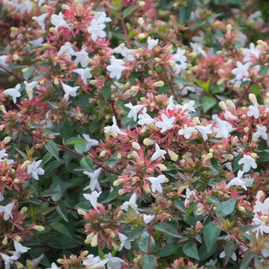 Abelia Sherwood, Abélia à grandes fleurs à fleurs Rose - feuillage Persistant - Pot de 4L - 40/60 cm- hauteur à maturité De 1,50 m à 2,00 m - Image 1