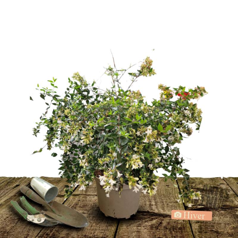 Abelia Sherwood, Abélia à grandes fleurs à fleurs Rose - feuillage Persistant - Pot de 4L - 40/60 cm-  hauteur à maturité De 1,50 m à 2,00 m - Image 3