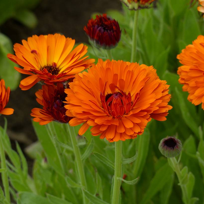 Promesse de Fleurs - Graines de Souci Indian Prince BIO - Calendula officinalis le sachet de 150 graines environ (1g)