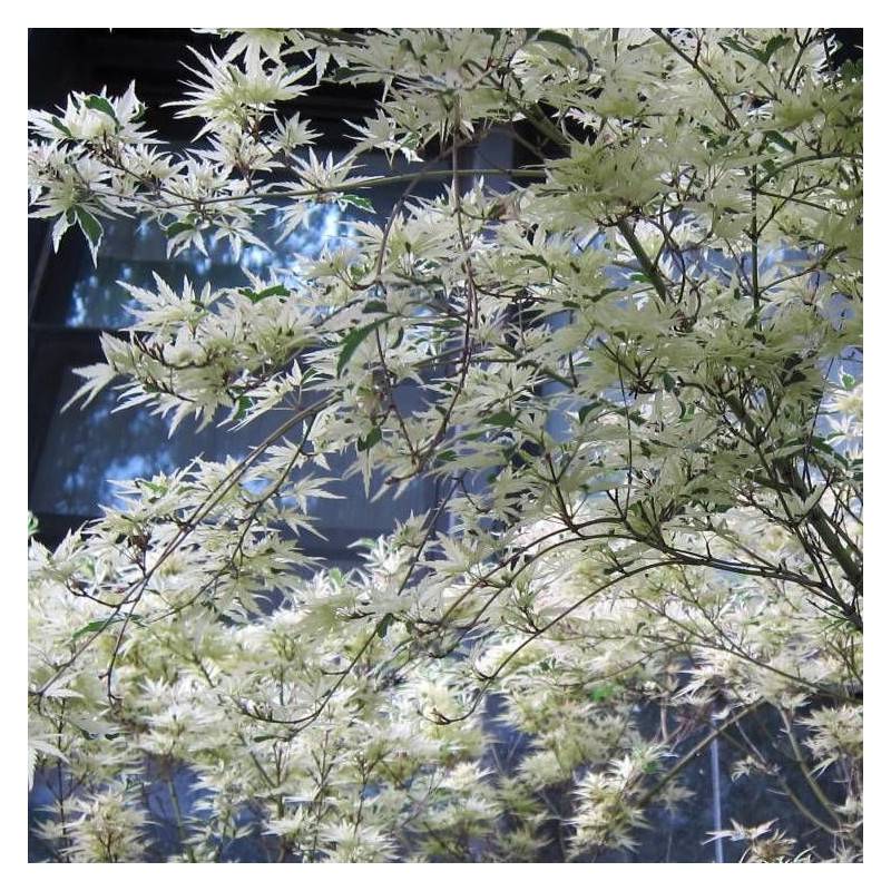 Érable du Japon Butterfly, Acer palmatum - Pot de 4L - 60/100 cm - Image 1