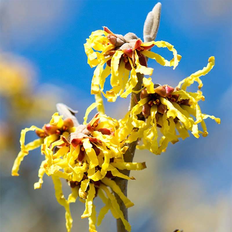 Hamamelis intermedia Arnold Promise - Noisetier de Sorcière Pot de 18L/20L - Image 1