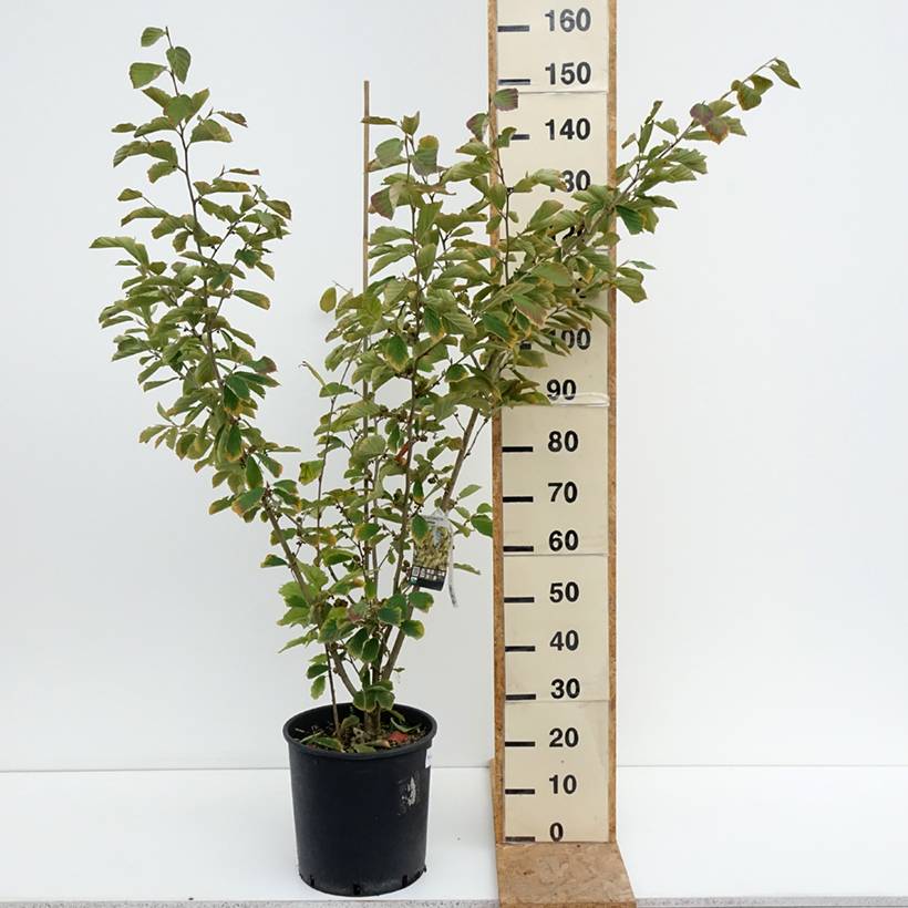 Hamamelis intermedia Arnold Promise - Noisetier de Sorcière Pot de 18L/20L - Image 2
