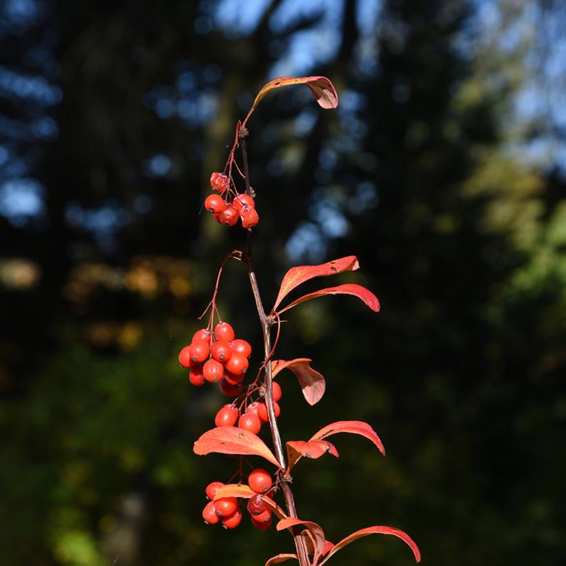 Berberis koreana - Epine-vinette de Corée Pot de 3L/4L