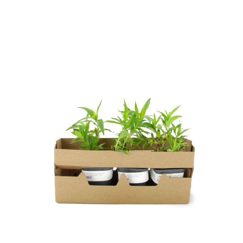 3 Galane 'Gloires Des Quatres Rues' (Penstemon 'Gloire Des Quatres Rues') - Lot de 3 vivaces - Pépinières Naudet - Imagen 4