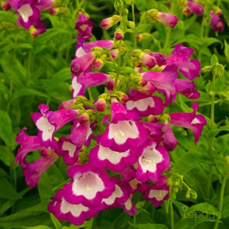 3 Galane 'Gloires Des Quatres Rues' (Penstemon 'Gloire Des Quatres Rues') - Lot de 3 vivaces - Pépinières Naudet - Imagen 1