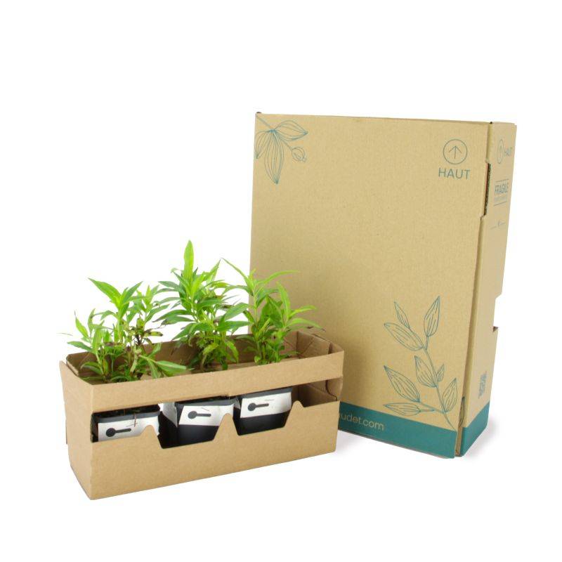3 Galane 'Gloires Des Quatres Rues' (Penstemon 'Gloire Des Quatres Rues') - Lot de 3 vivaces - Pépinières Naudet - Imagen 5