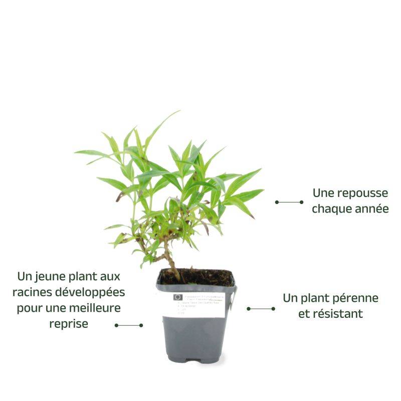 3 Galane 'Gloires Des Quatres Rues' (Penstemon 'Gloire Des Quatres Rues') - Lot de 3 vivaces - Pépinières Naudet - Imagen 3