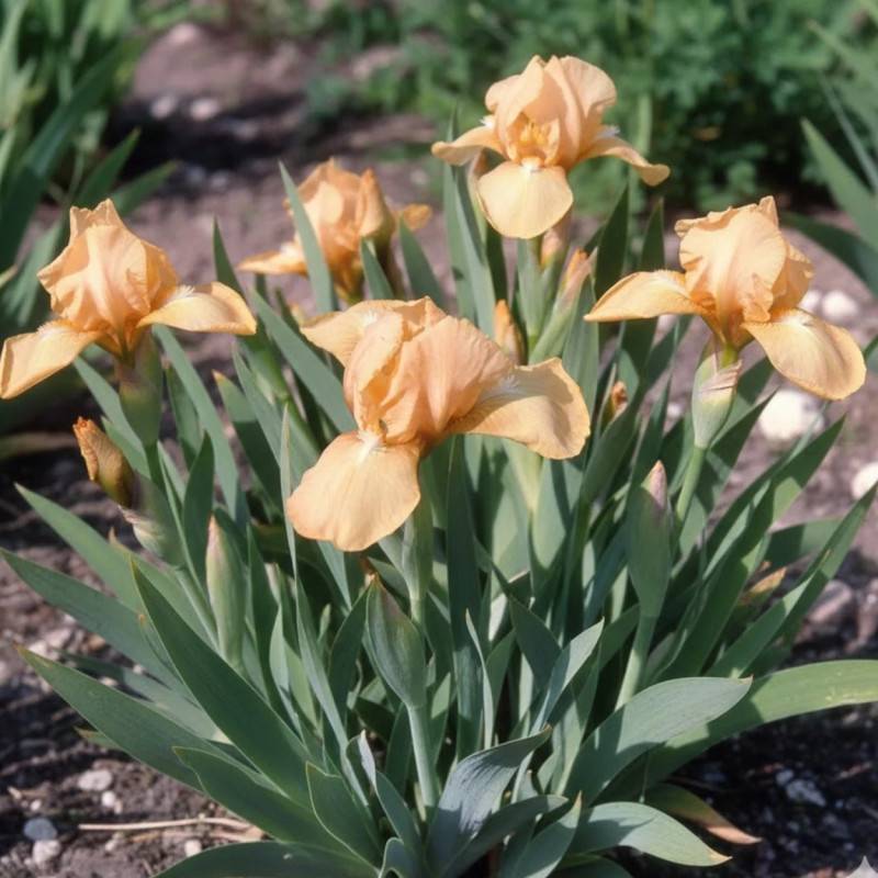 Iris nain lilliput Melon Honey à fleurs Orange/ - feuillage Caduc - Godet - 5/20 cm - Imagen 1