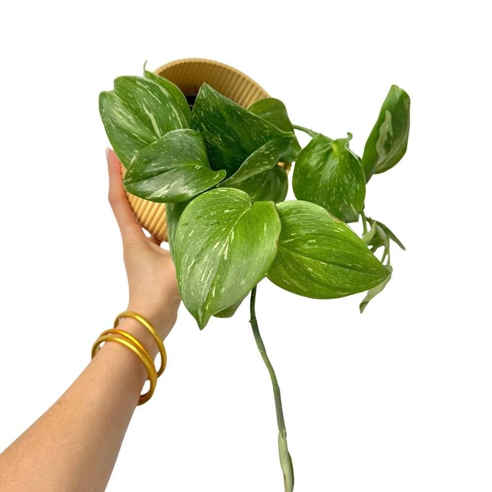Scindapsus Rubicon - Pot de 12cm - Plantes d'intérieur