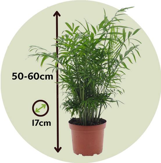 Plant In A Box - Palmier de salon - Set de 2 - Chamaedorea elegans - Hauteur 50-60cm - ⌀17cm - Image 4