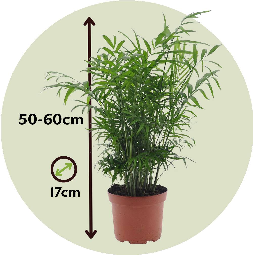 Plant In A Box - Palmier de salon - Set de 2 - Chamaedorea elegans - Hauteur 50-60cm - ⌀17cm - Image 4