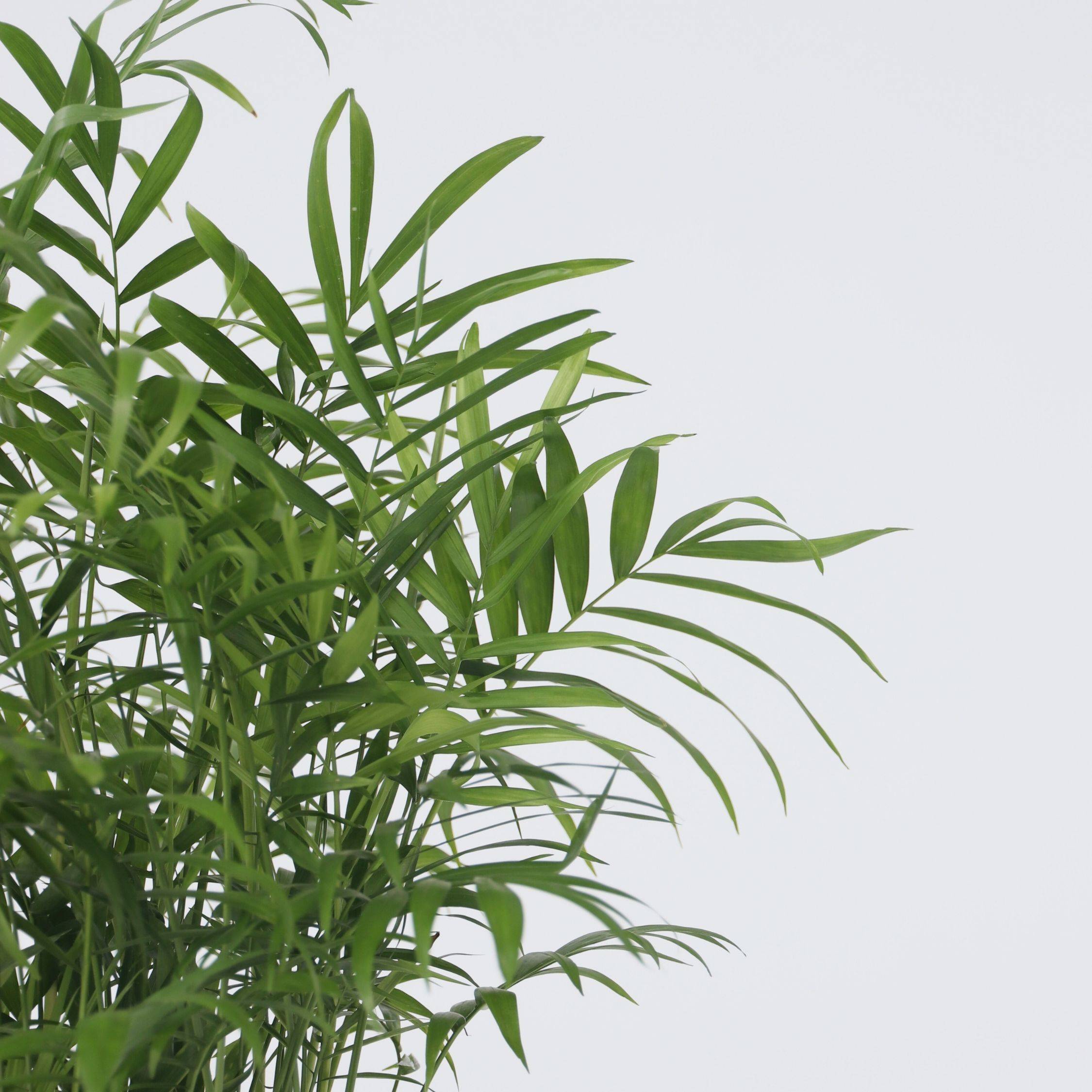 Plant In A Box - Palmier de salon - Set de 2 - Chamaedorea elegans - Hauteur 50-60cm - ⌀17cm - Image 3