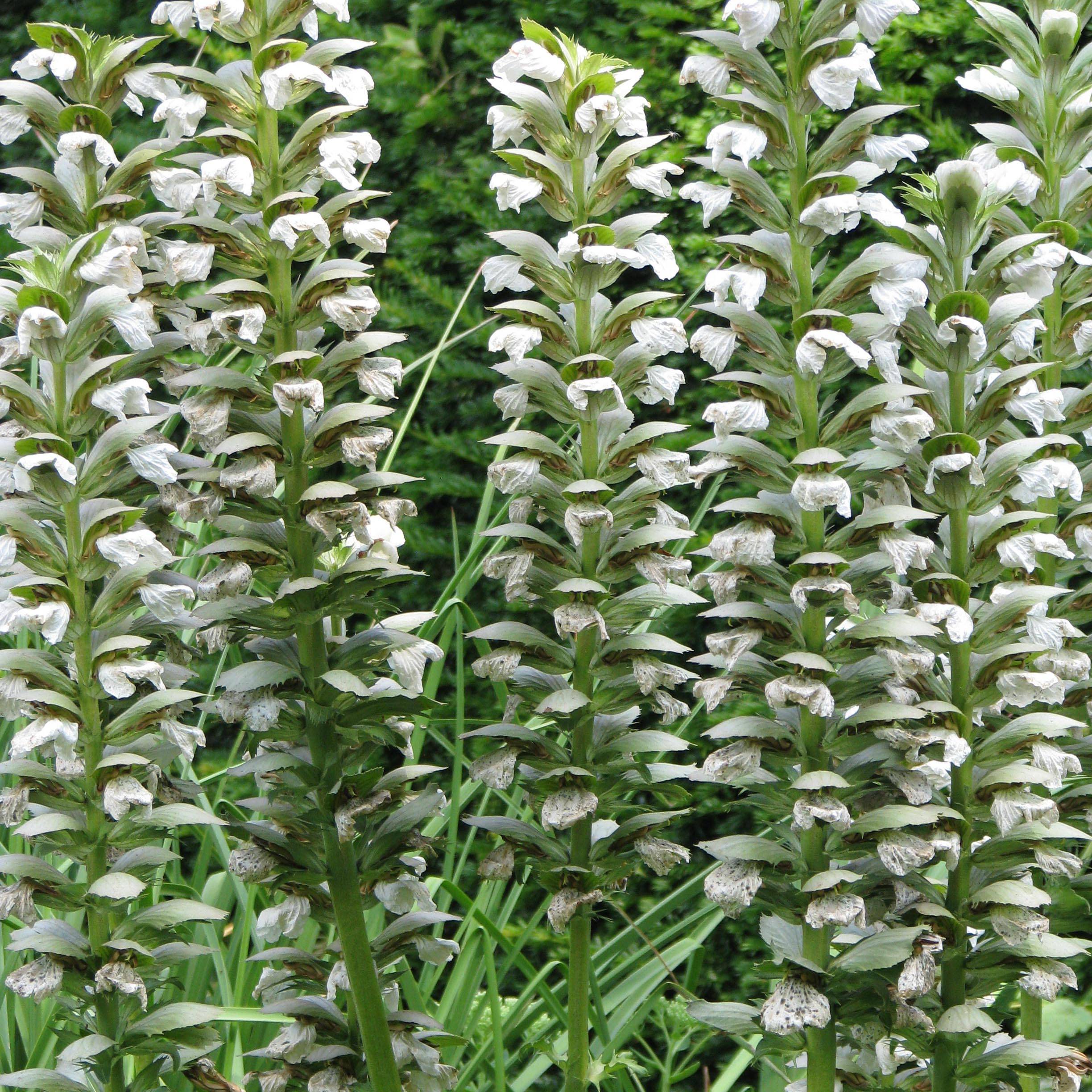 Acanthus mollis Rue Ledan (Jeff Albus) - Acanthe blanche Godet de 8/9 cm