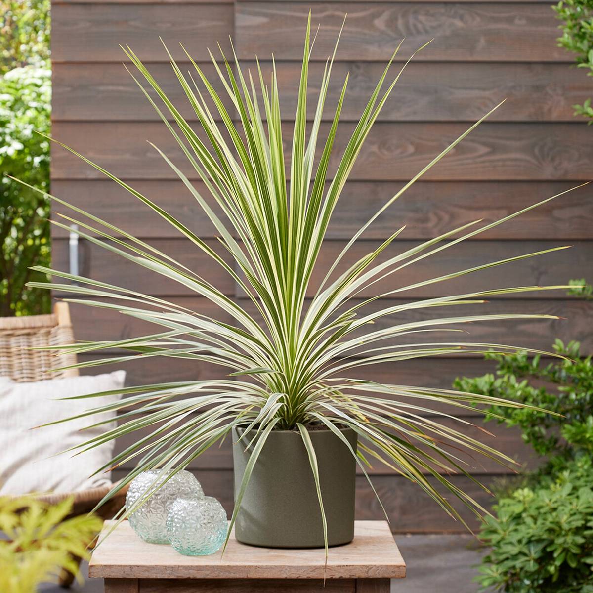 Cordyline australis Lime Passion Pot de 2L/3L - Image 1