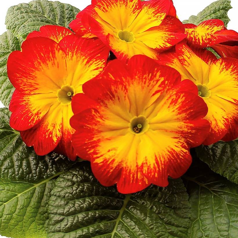 Promesse de Fleurs - Primevère Rambo F1 Red Flame - Primula acaulis Mini-motte Ø 1,5/2,5 cm (par 5)