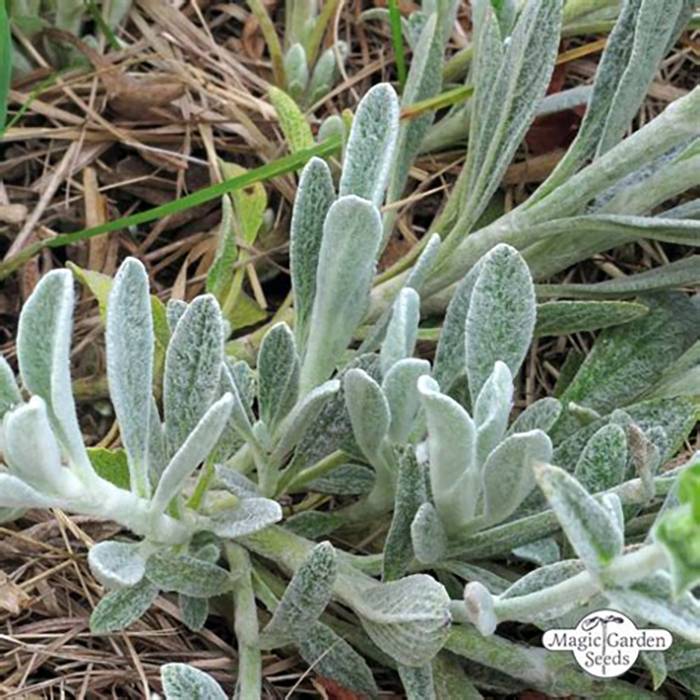 Thé grec des montagnes BIO - Sideritis syriaca - Thé de Crète Godet de 7/8 cm