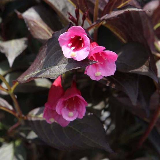 Weigela florida Alexandra - Weigélia Pot de 2L/3L - Image 1