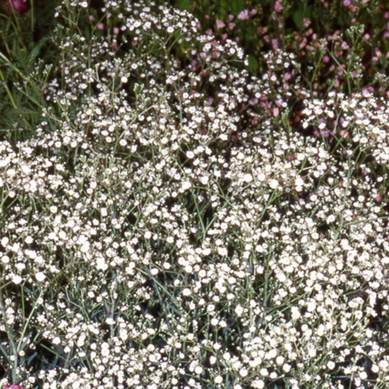 Gypsophile paniculée Bristol Fairy à fleurs Blanche/ - feuillage Caduc - Godet - 5/20 cm - Imagen 1