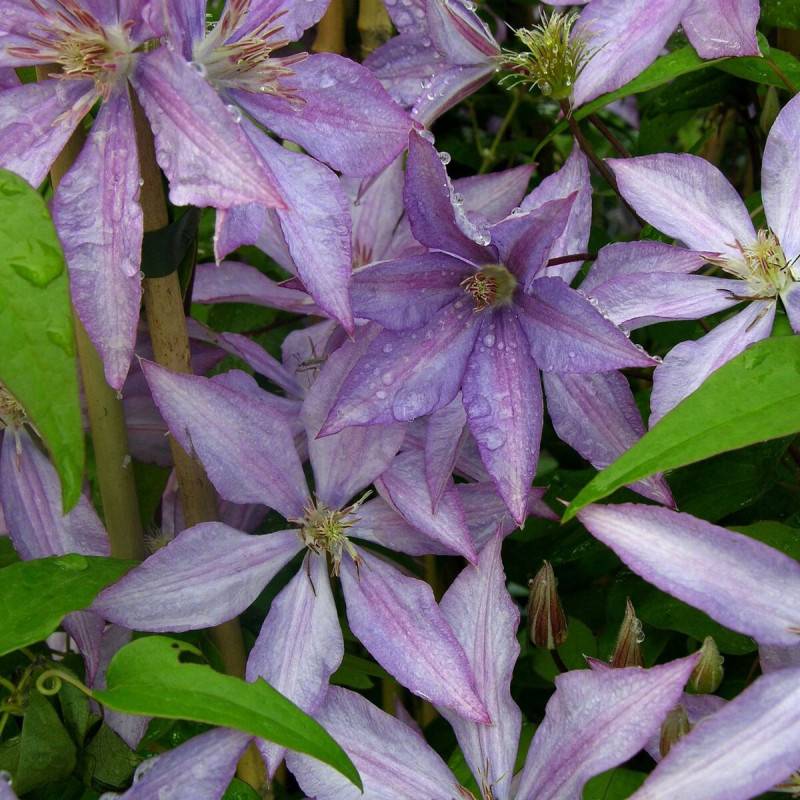 Clématite Bagatelle à fleurs Bleue - feuillage Caduc - Pot de 2L - Tuteur bambou 60/90 cm-  hauteur à maturité De 3,00 m à 5,00 m - Image 6