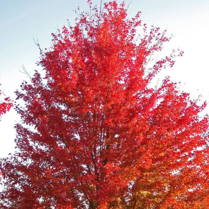Érable freemanii Autumn Blaze, Acer - Pot de 15L - Tige 8/10 - Haut. 150/175 cm - Imagen 1