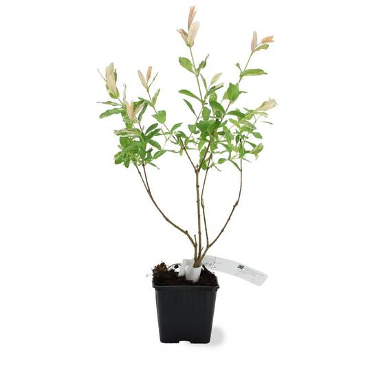 Saule crevette 'Hakuro-nishiki' (Salix integra 'Hakuro-nishiki') - Godet 9cm - Pépinières Naudet - Image 2
