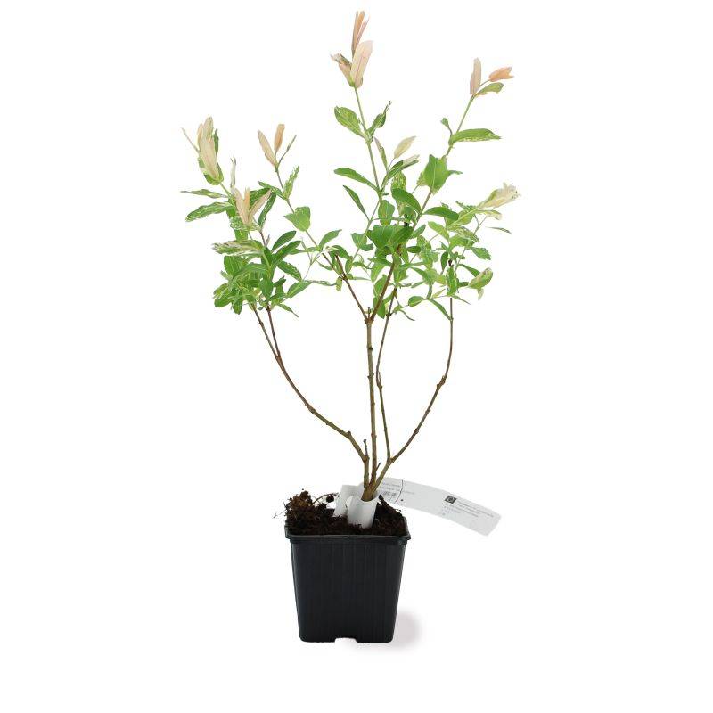 Saule crevette 'Hakuro-nishiki' (Salix integra 'Hakuro-nishiki') - Godet 9cm - Pépinières Naudet - Image 2